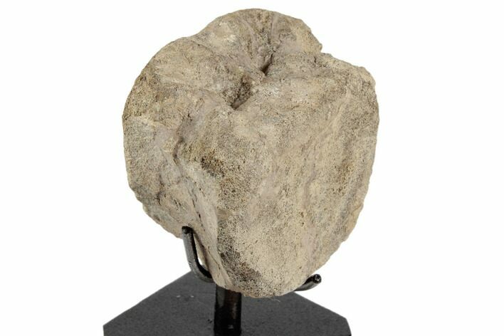 Fossil Hadrosaur (Brachylophosaur) Vertebra on Stand - Montana #196688